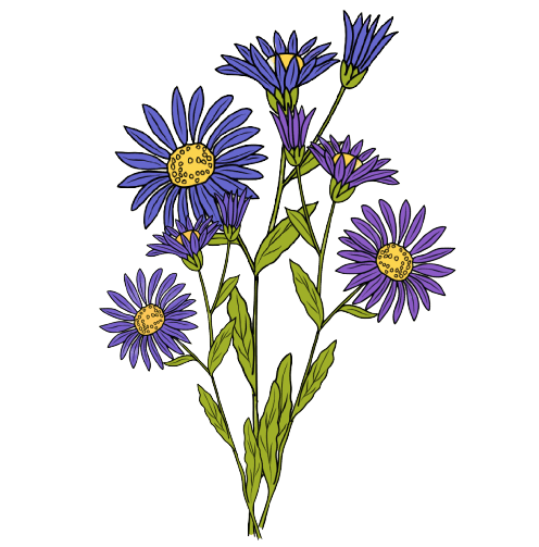 Aster September Birth Flower