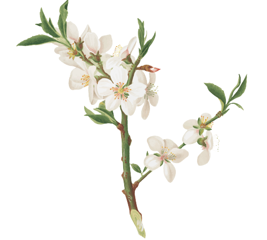 Hawthorn Birth Flower