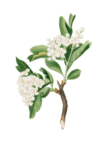 Hawthorn May Birth Flower Tattoo