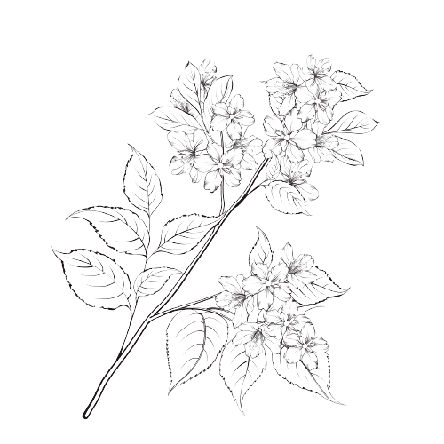 Hawthorn May Birth Flower Tattoo