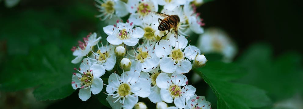 Hawthorn May Birth Flower