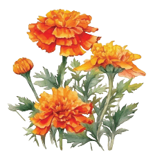 Marigold October Birth Flower tattoo