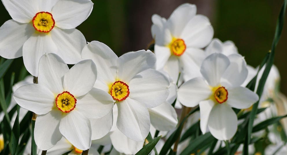 Narcissus December Birth Flower Tattoo