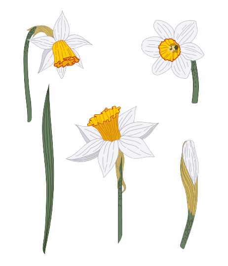 Narcissus December Birth Flower Tattoo