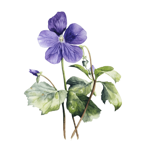 Violets February Birth Flower Tattoo