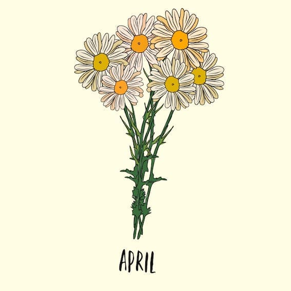 april birth flower