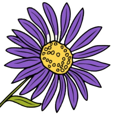 Aster September Birth Flower