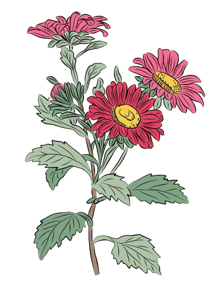  Aster September Birth Flower Tattoo