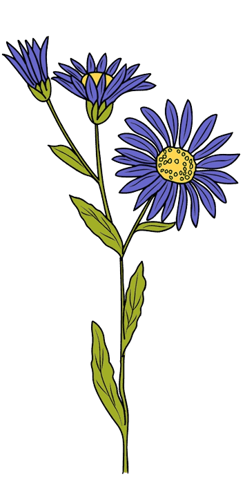  Aster September Birth Flower Tattoo