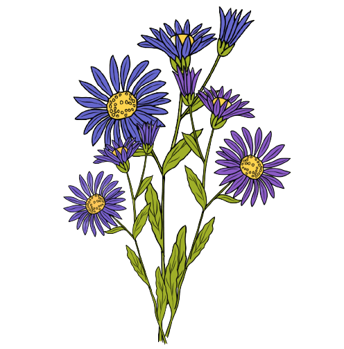  Aster September Birth Flower Tattoo