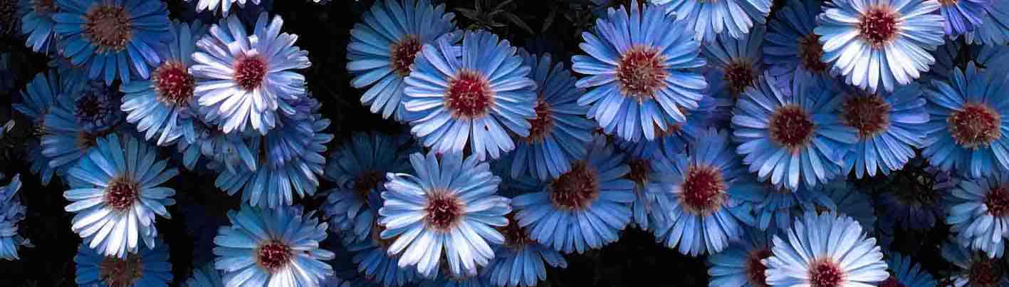 Aster September Birth Flower