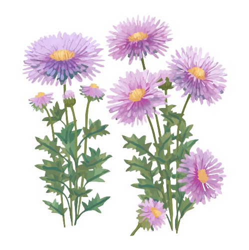  Aster September Birth Flower Tattoo