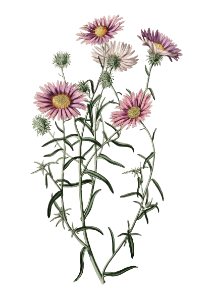 Aster September Birth Flower Tattoo