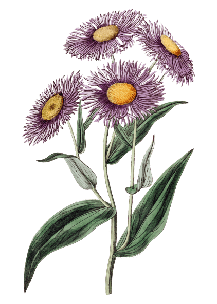 Aster September Birth Flower Tattoo