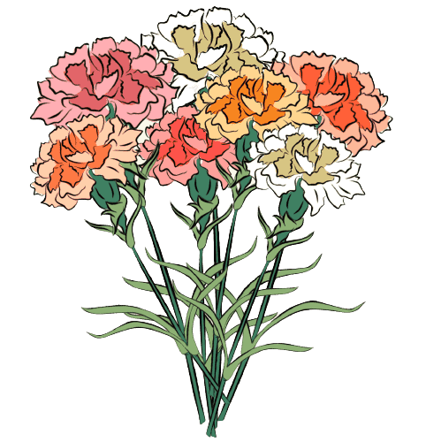 Carnation January Birth Flower