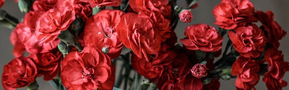 carnations january birth flower