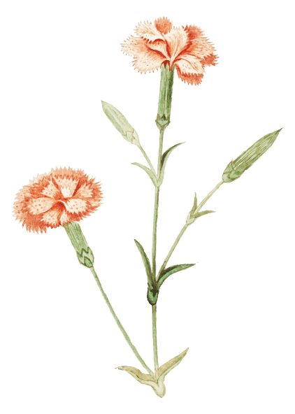 Carnation January Birth Flower Tattoo