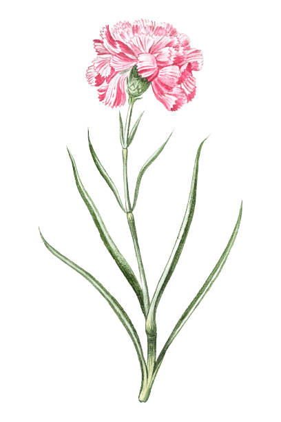 Carnation January Birth Flower Tattoo