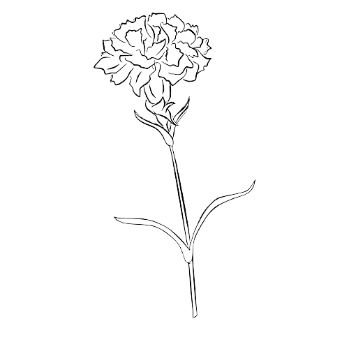 Carnation January Birth Flower Tattoo