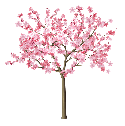 Cherry Blossom March Birth Flower
