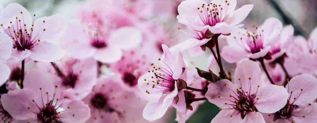 Cherry Blossom March Birth Flower