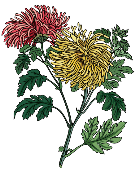 Chrysanthemum November Birth Flower Tattoo