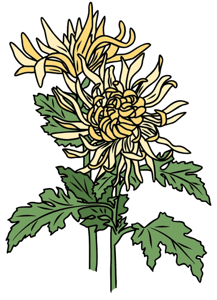 Chrysanthemum November Birth Flower Tattoo