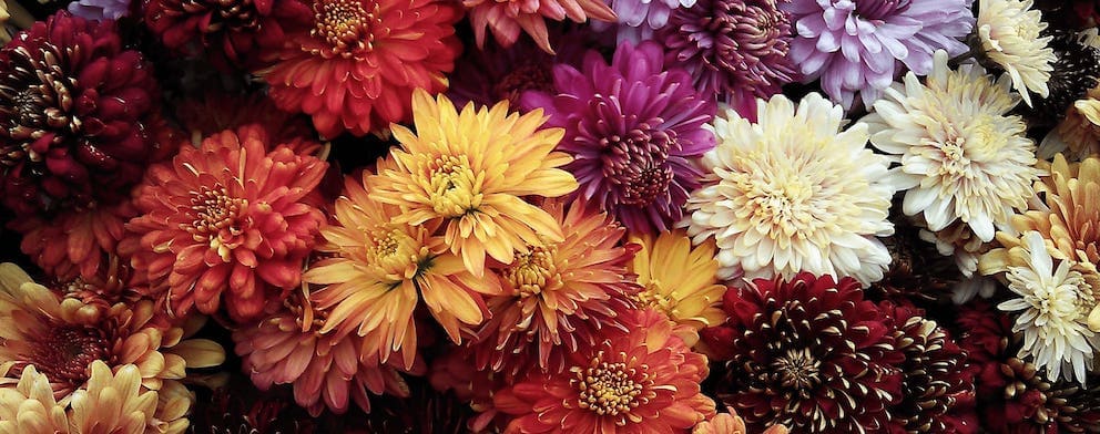 Chrysanthemum November Birth Flower