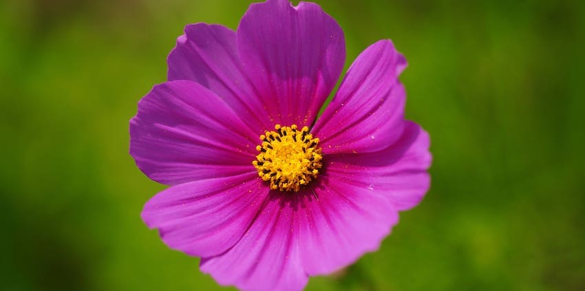 Cosmos October Birth Flower