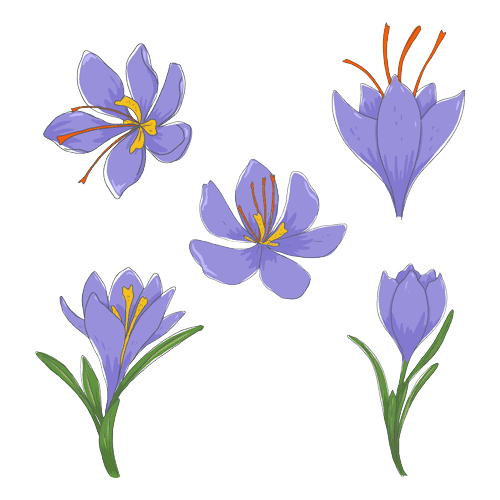 Crocus March Birth Flower Tattoo