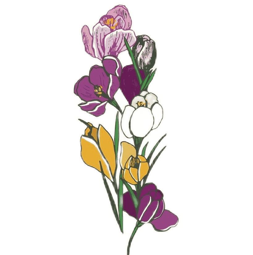 Crocus Birth Flower Image