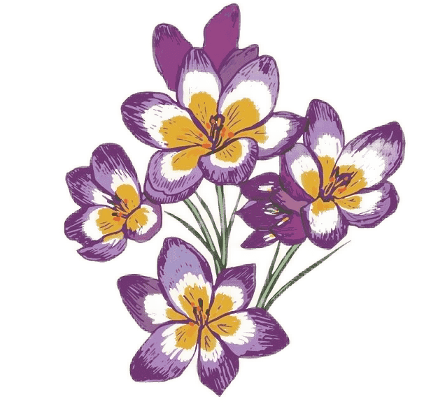 Crocus Birth Flower Image