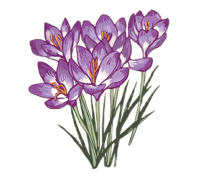 Crocus Birth Flower Image