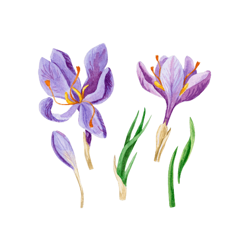 Crocus March Birth Flower Tattoo