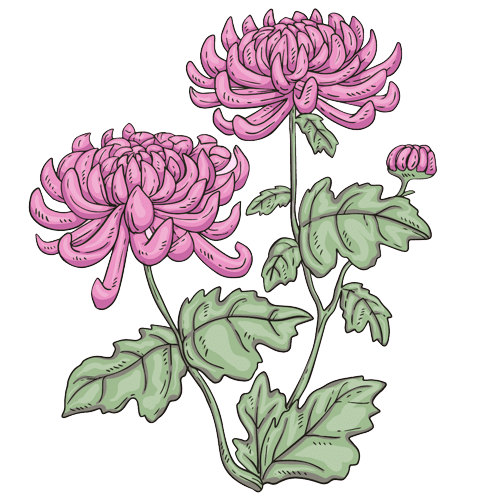 Chrysanthemum November Birth Flower