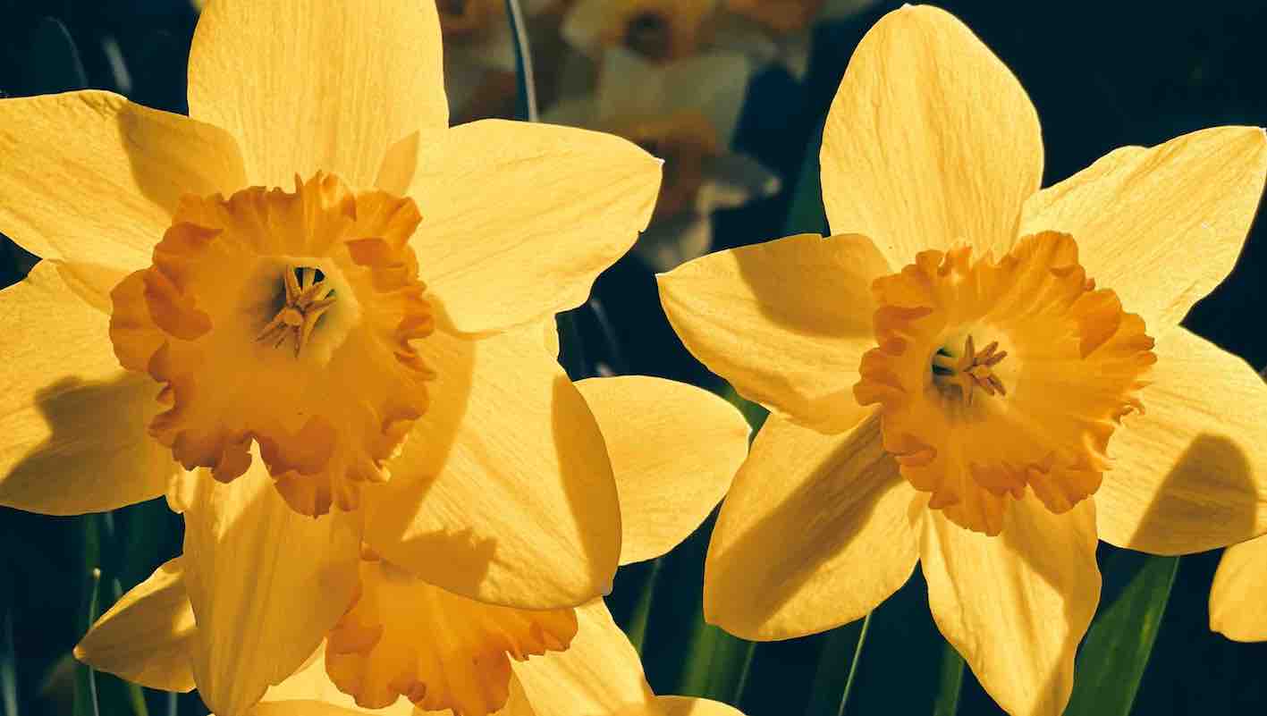 Daffodil March Birth Flower