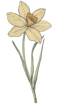 Narcissus December Birth Flower Tattoo