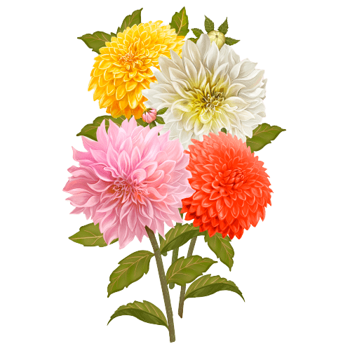 Birth Flower Image