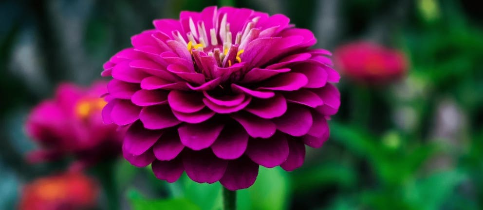 Dahlia November Birth Flower