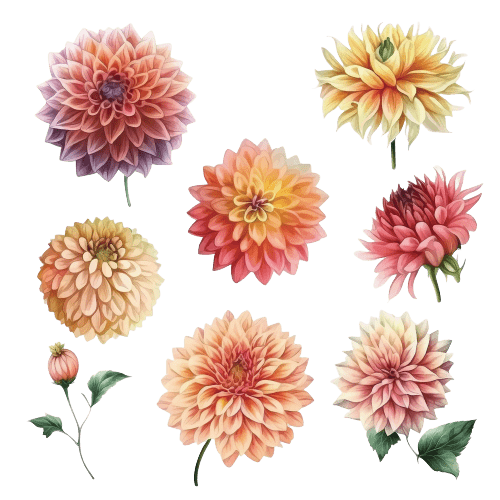 Dahlia November Birth Flower Tattoo