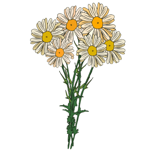 Daisy April Birth Flower