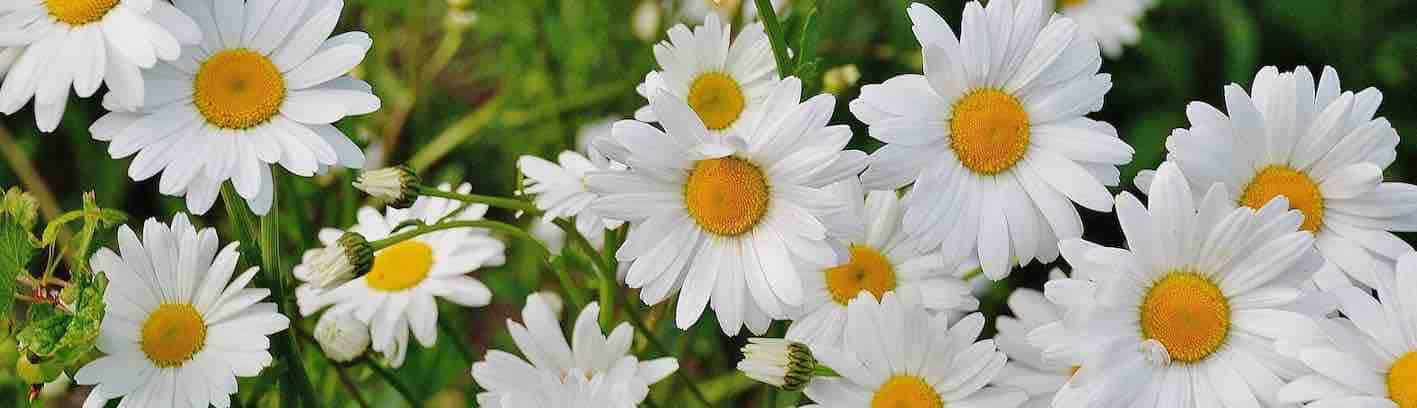 Daisy April Birth Flower