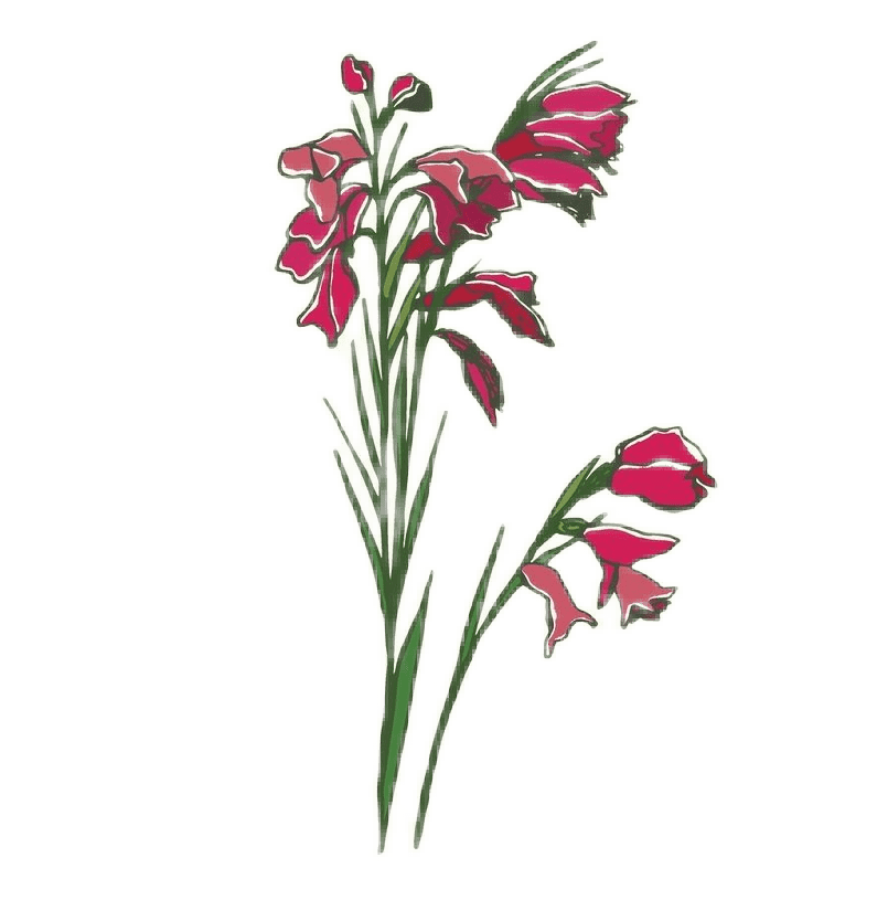 Gladiolus August Birth Flower