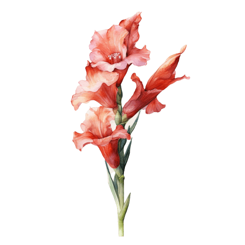 Gladiolus August Birth Flower Tattoo