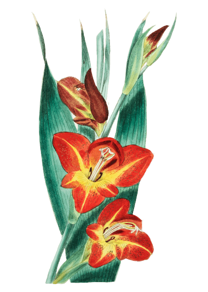 Gladiolus August Birth Flower Tattoo