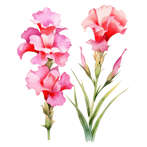 Gladiolus August Birth Flower Tattoo