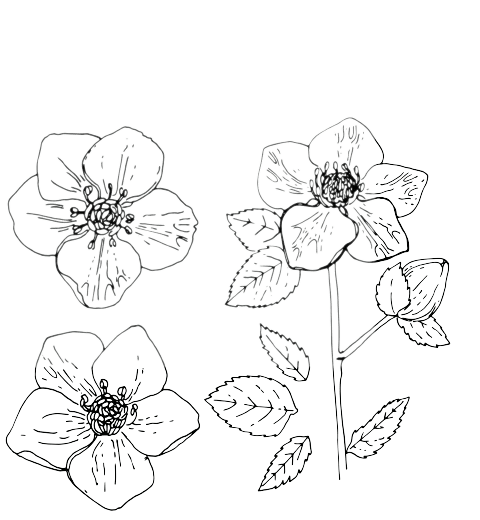 Hellebore December Birth Flower Tattoo