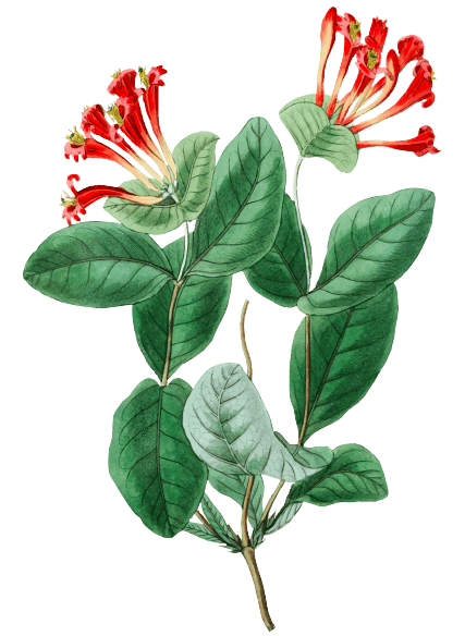 Honeysuckle Birth Flower