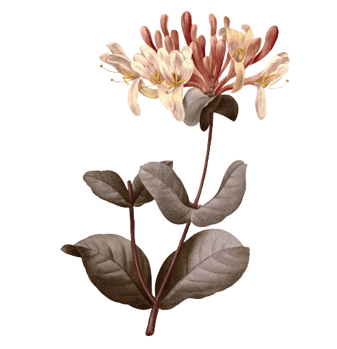 Honeysuckles Birth Flower