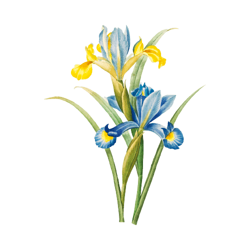 Iris February Birth Flower Tattoo